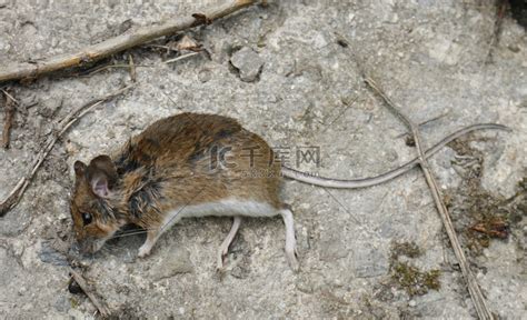 風水 地下室 死掉的老鼠